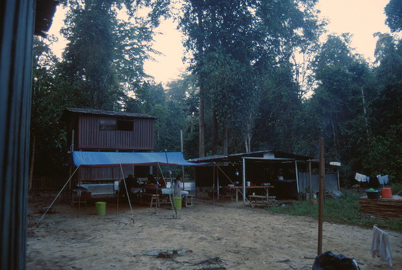 812_Junglekamp in afgelegen reservaat langs de Kinabantangan.jpg